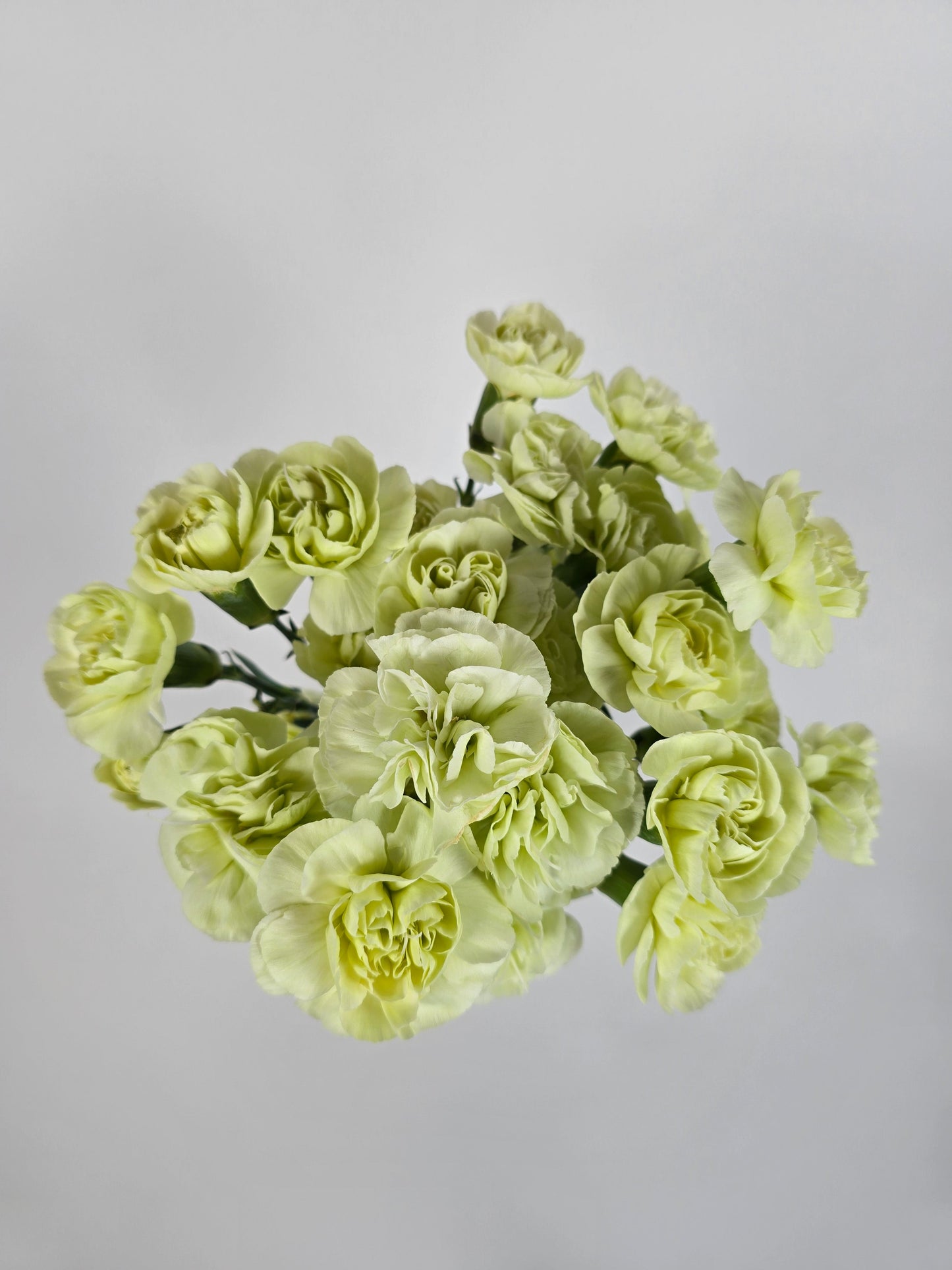 Green Spray Mini Carnations