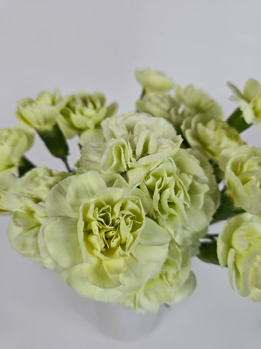 Green Spray Mini Carnations