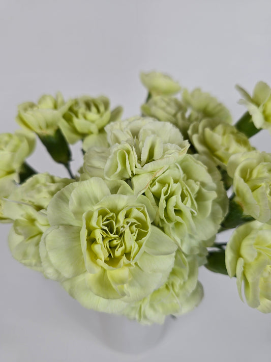 Green Spray Mini Carnations