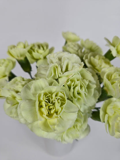 Green Spray Mini Carnations