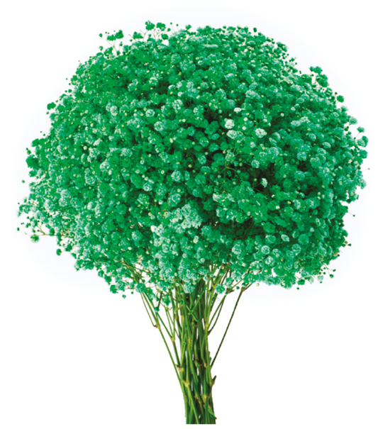 Green Tinted Baby's Breath