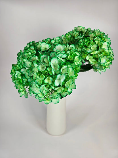 Green Tinted Hydrangea