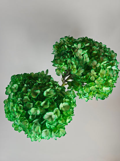 Green Tinted Hydrangea