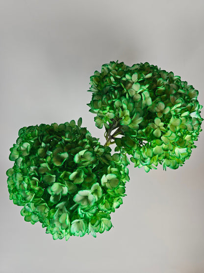Green Tinted Hydrangea