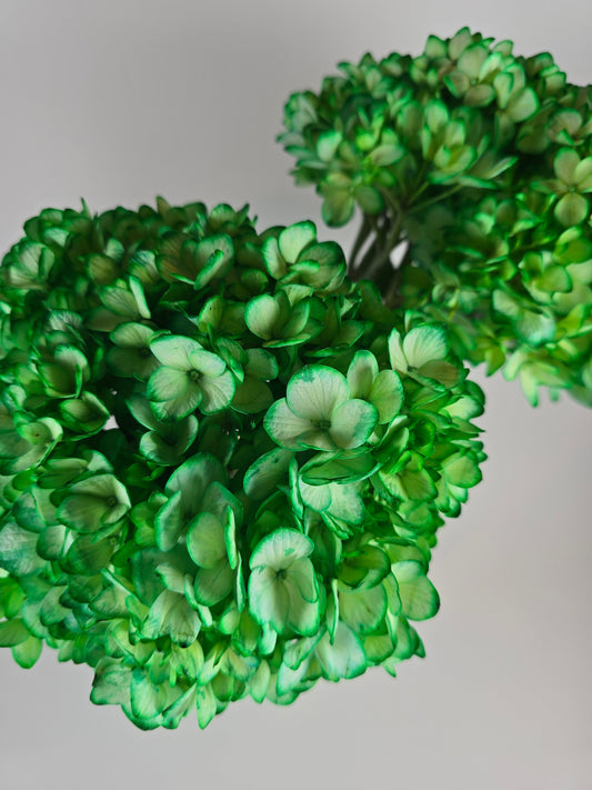 Green Tinted Hydrangea