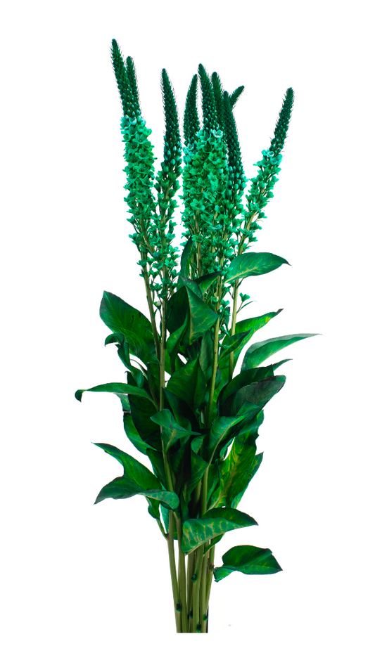 Green Tinted Lysimachia