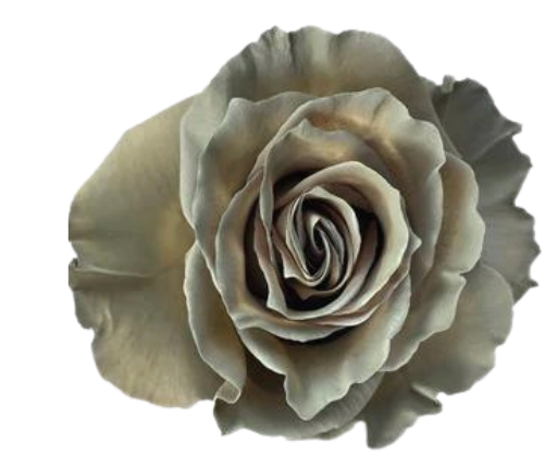 Grey Tinted Roses