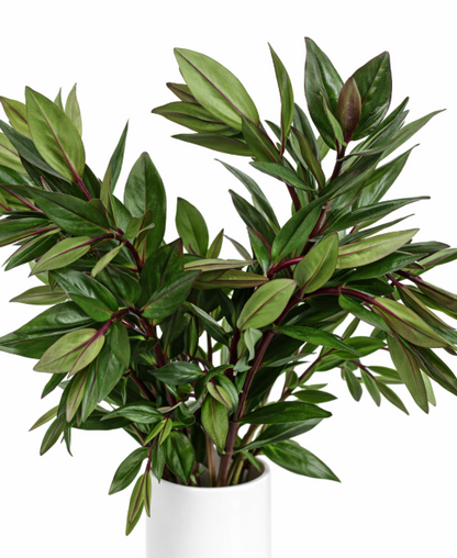 Hebe Greenery