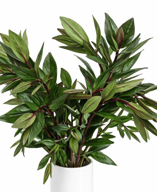 Hebe Greenery