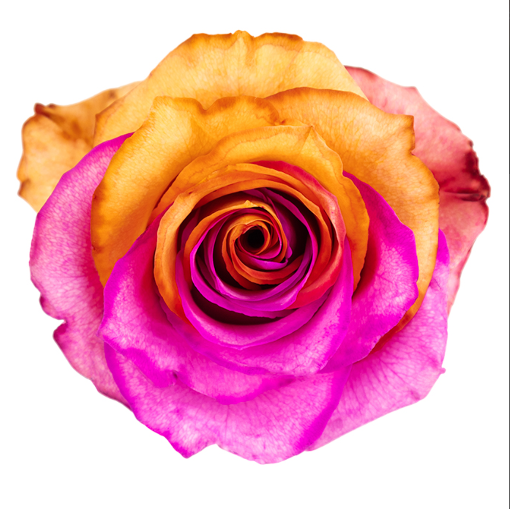 Hot Pink and Orange Tinted Roses