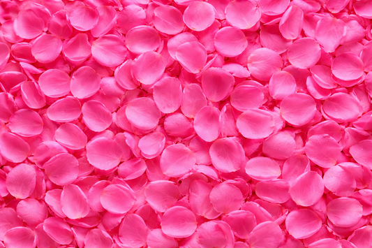 Hot Pink Fresh Rose Petals