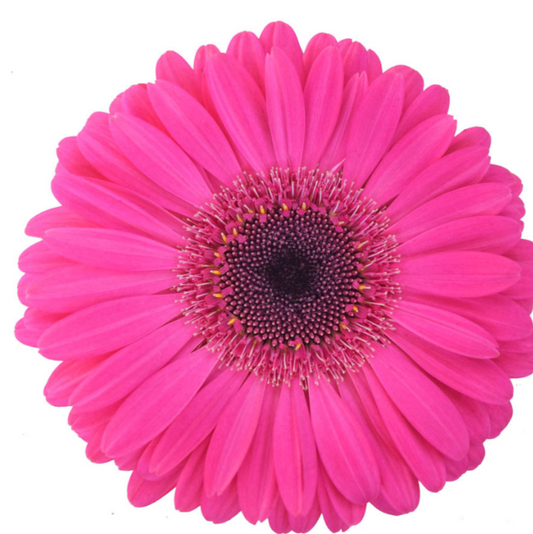 Hot Pink Gerbera Daisies