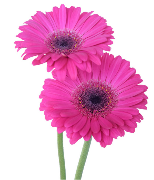 Hot Pink Gerbera Daisies