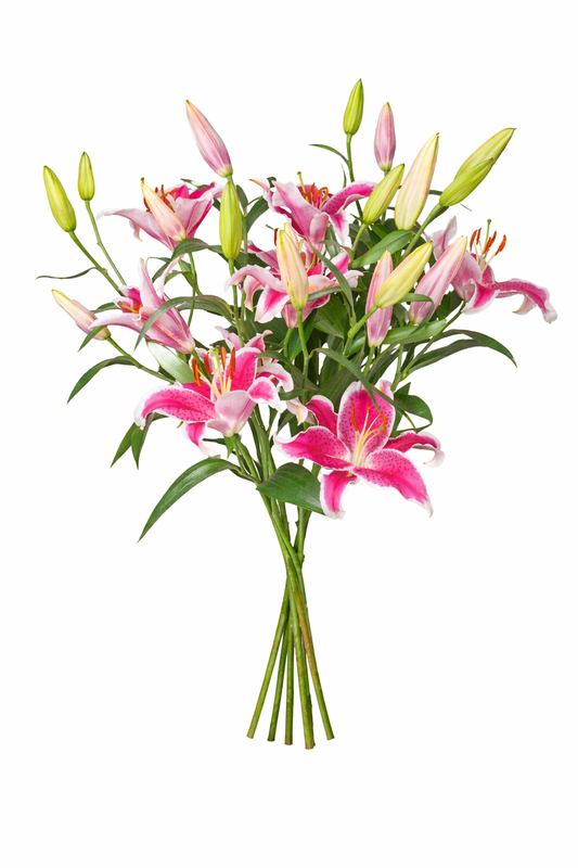 Hot Pink Lilies