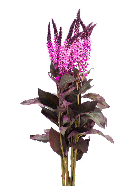 Hot Pink Lysimachia