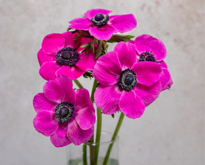 Hot Pink Party Anemone and Ranunculus Mixed Box