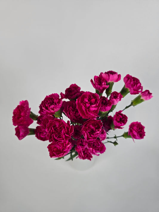 Hot Pink Spray Mini Carnations