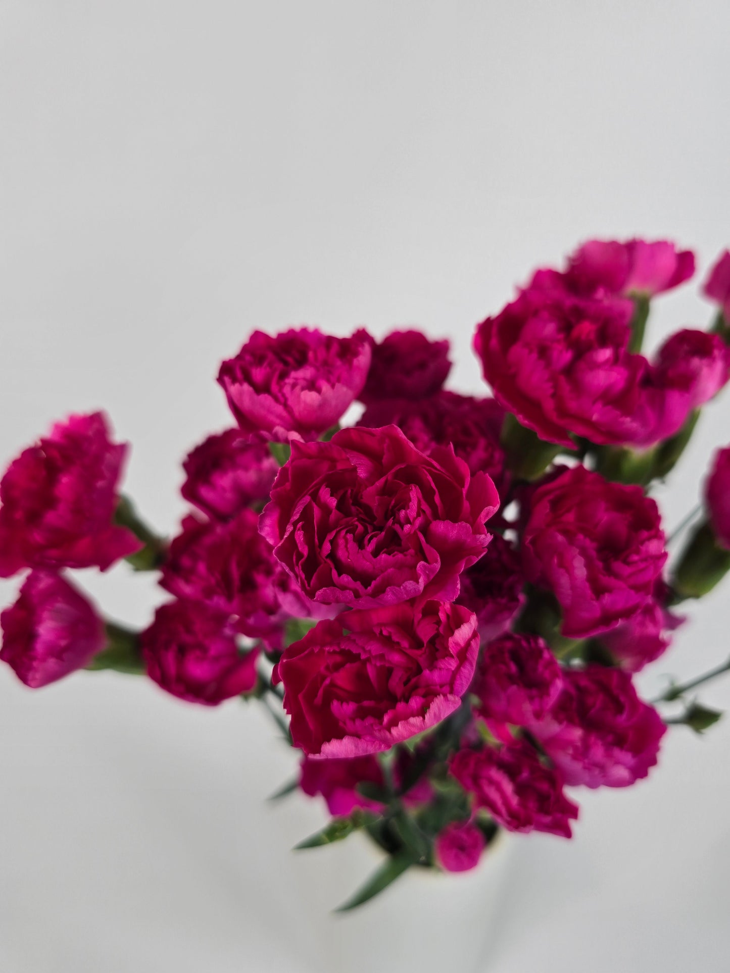 Hot Pink Spray Mini Carnations
