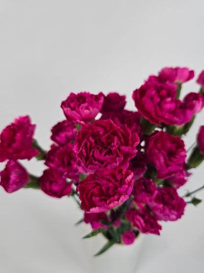 Hot Pink Spray Mini Carnations