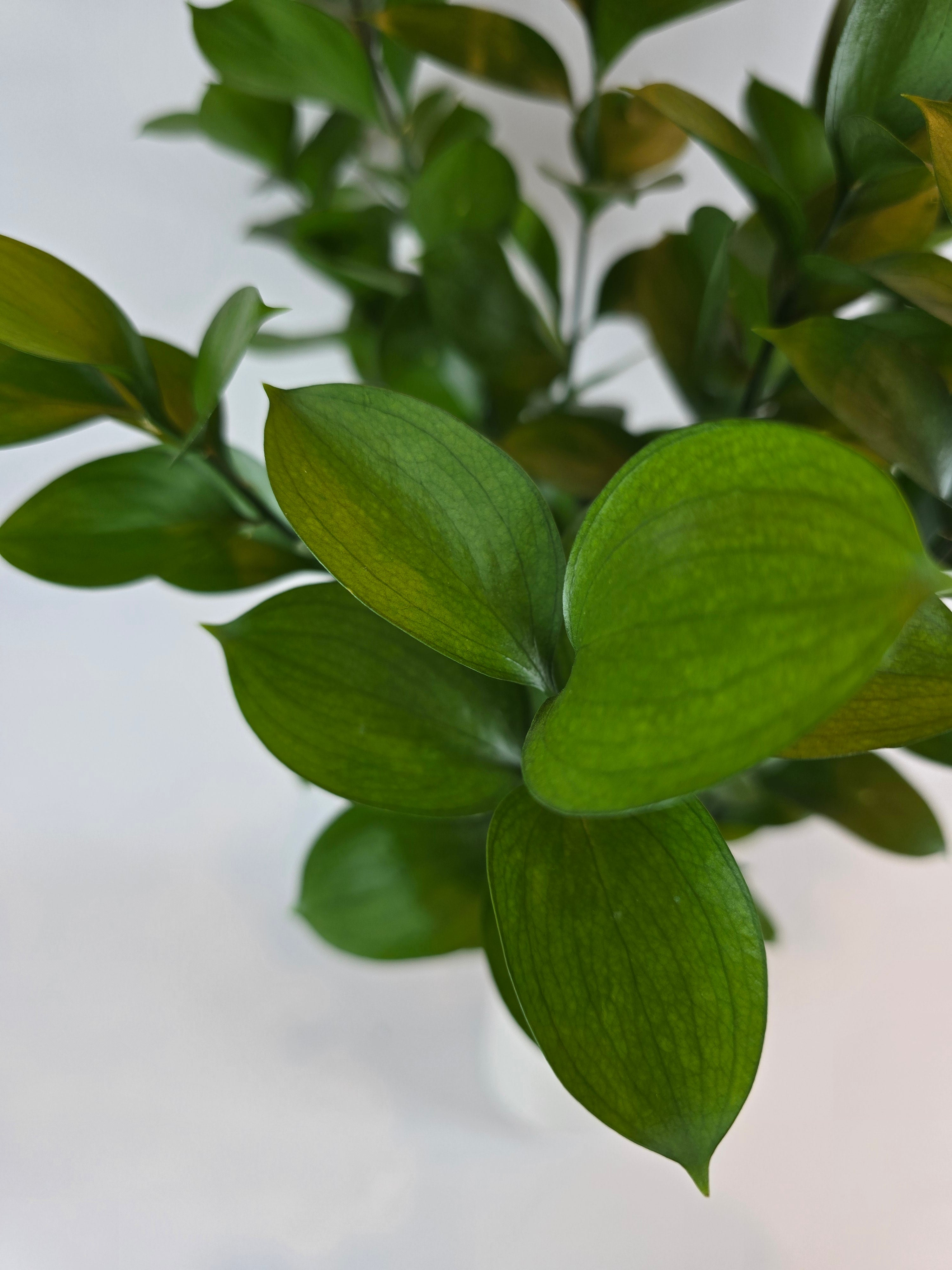 Single Rascus Israeli Ruscus – The Flower Hype