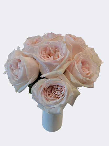 Ivory Blush Garden Rose