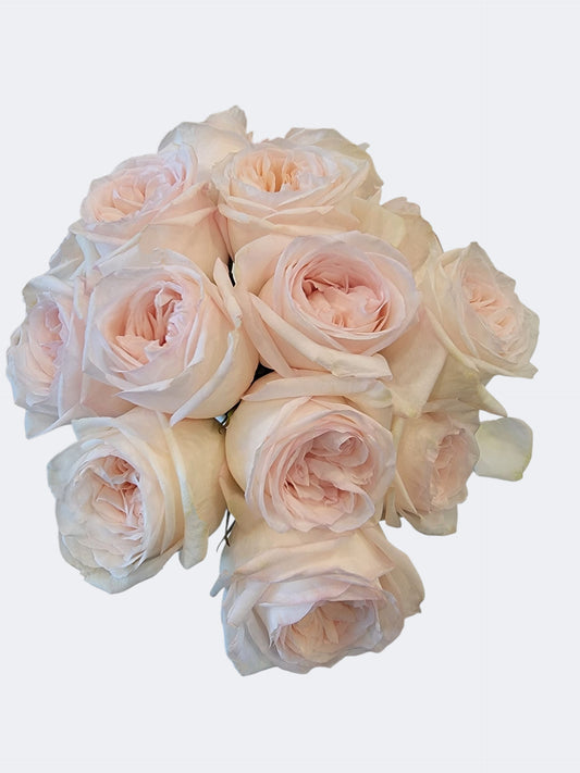 Ivory Blush Garden Rose