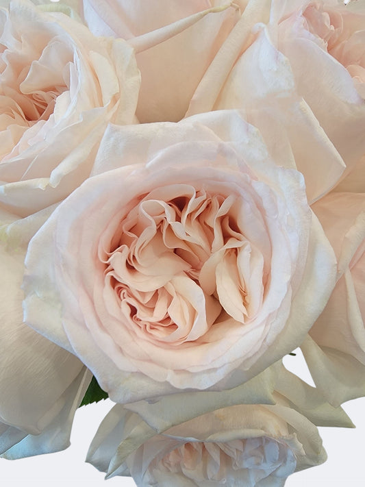 Ivory Blush Garden Rose