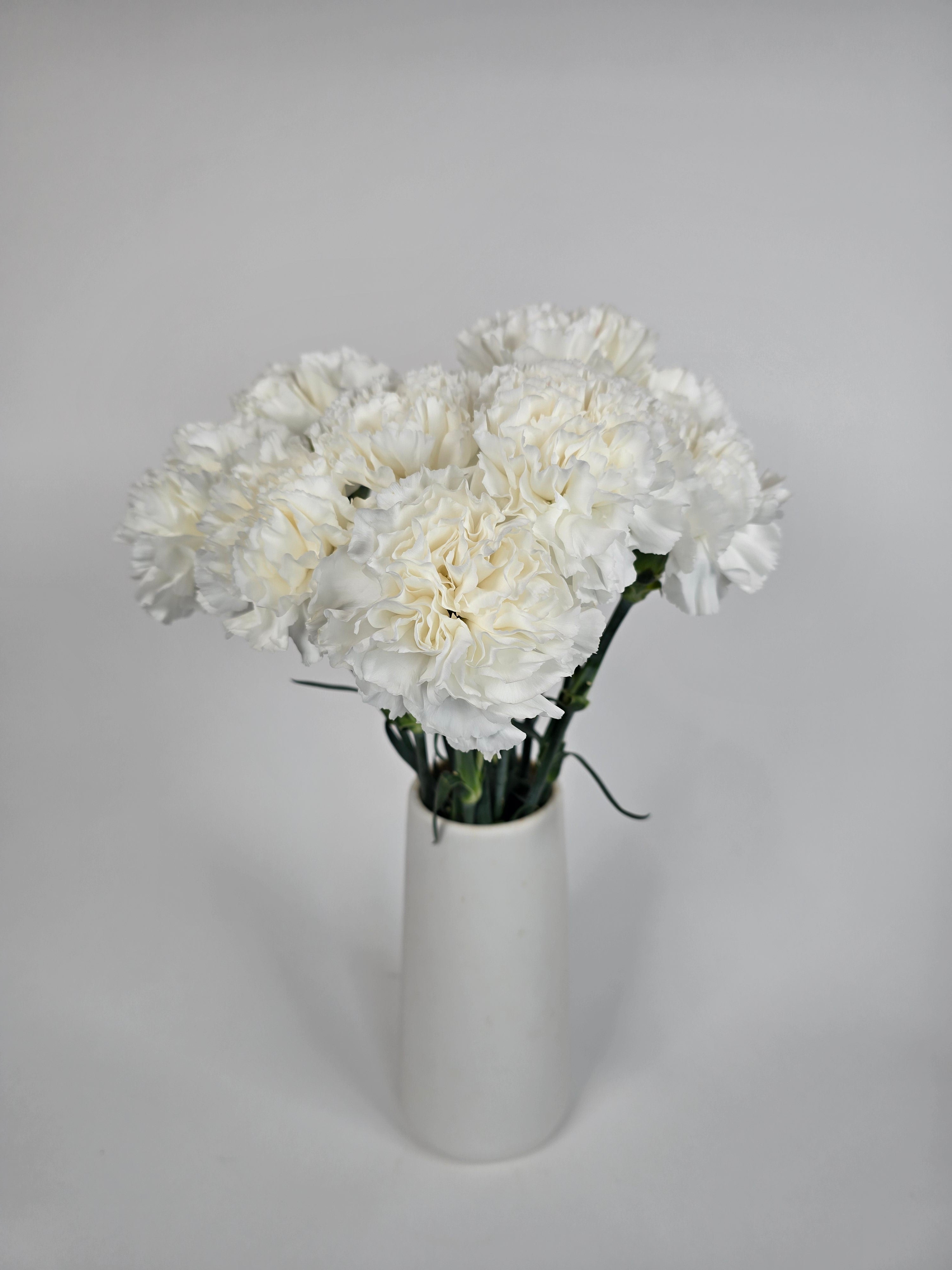 Ivory Carnations – The Flower Hype