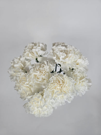 Ivory Carnations