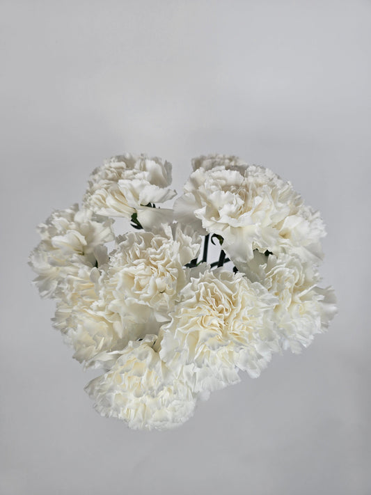 Ivory Carnations