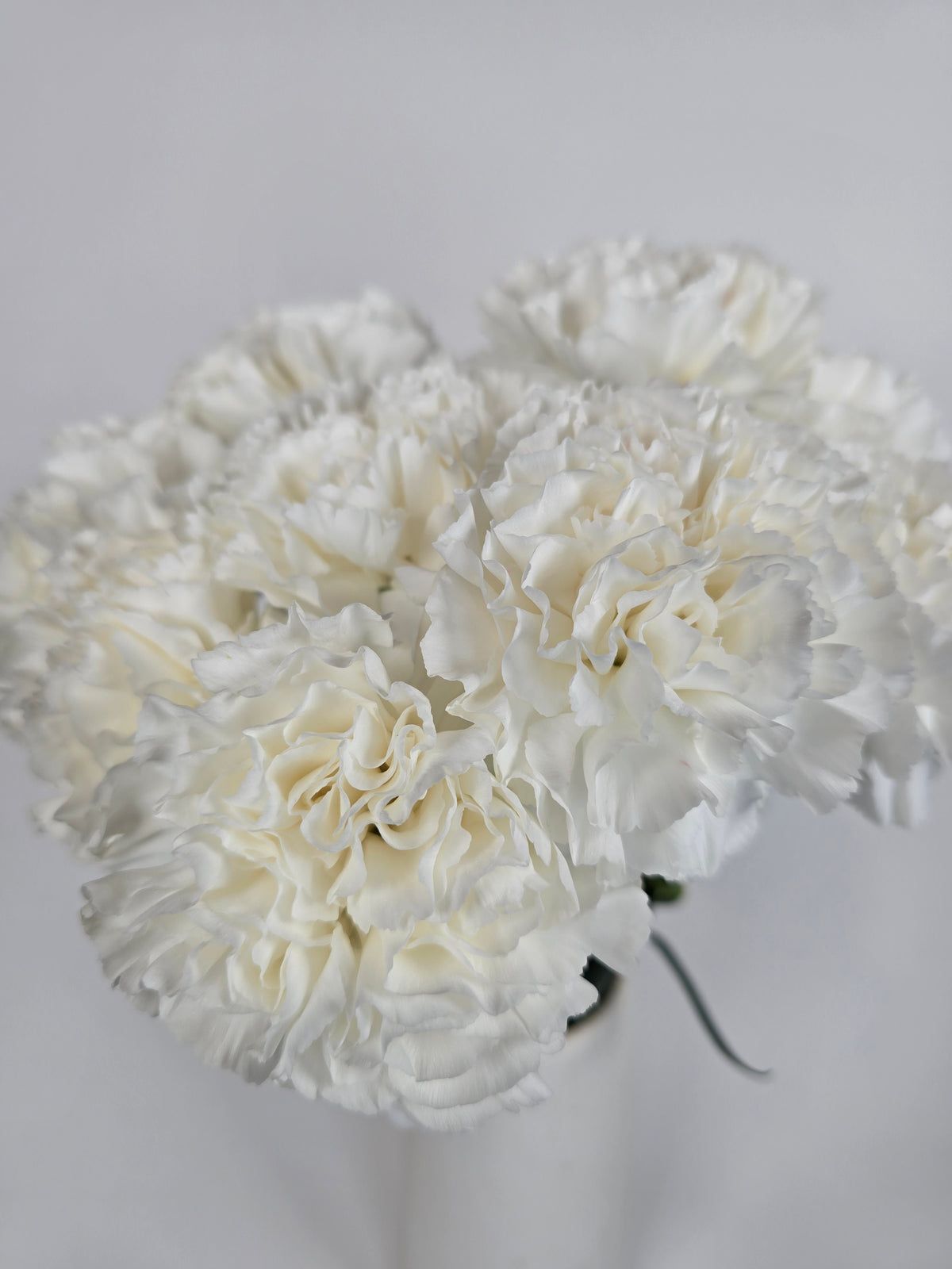 Ivory Carnations – The Flower Hype
