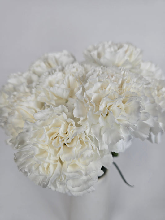 Ivory Carnations