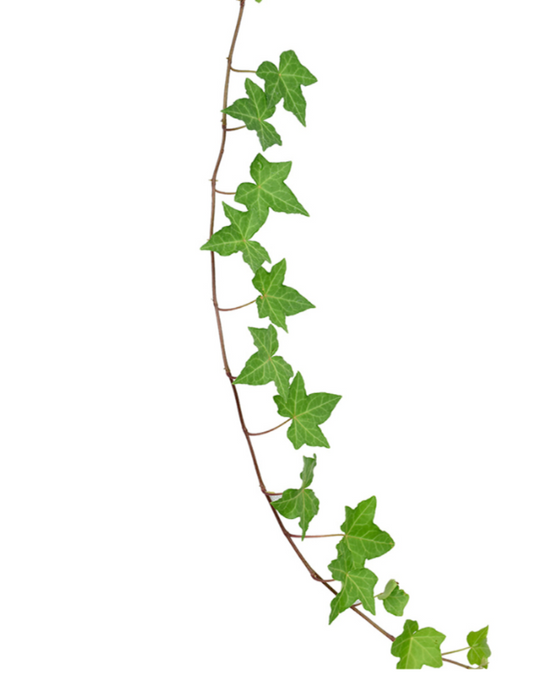 Ivy Greenery