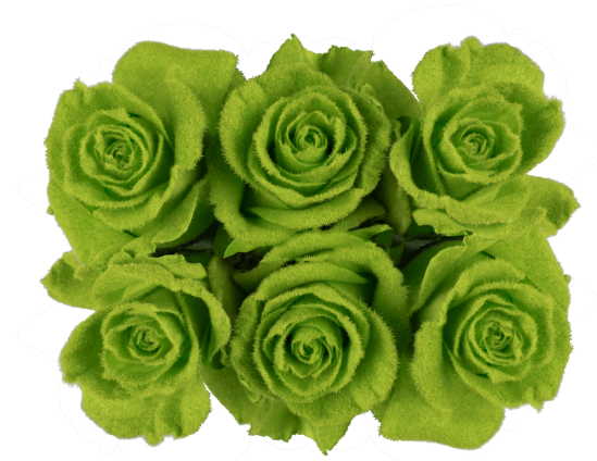 Jade Velvet Tinted Fresh Cut Roses
