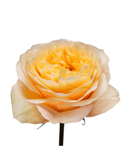 King's Cross Peach Garden Rose