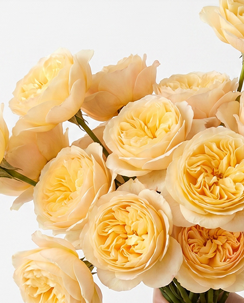 King's Cross Peach Garden Rose