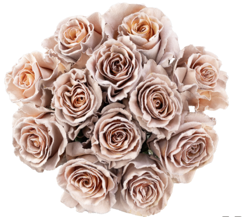 Latte Velvet Tinted Fresh Cut Roses
