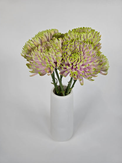 Lavender and Green Spider Mums