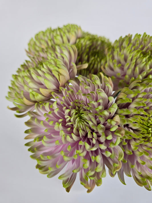 Lavender and Green Spider Mums