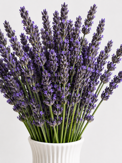 Lavender Fresh Flowers