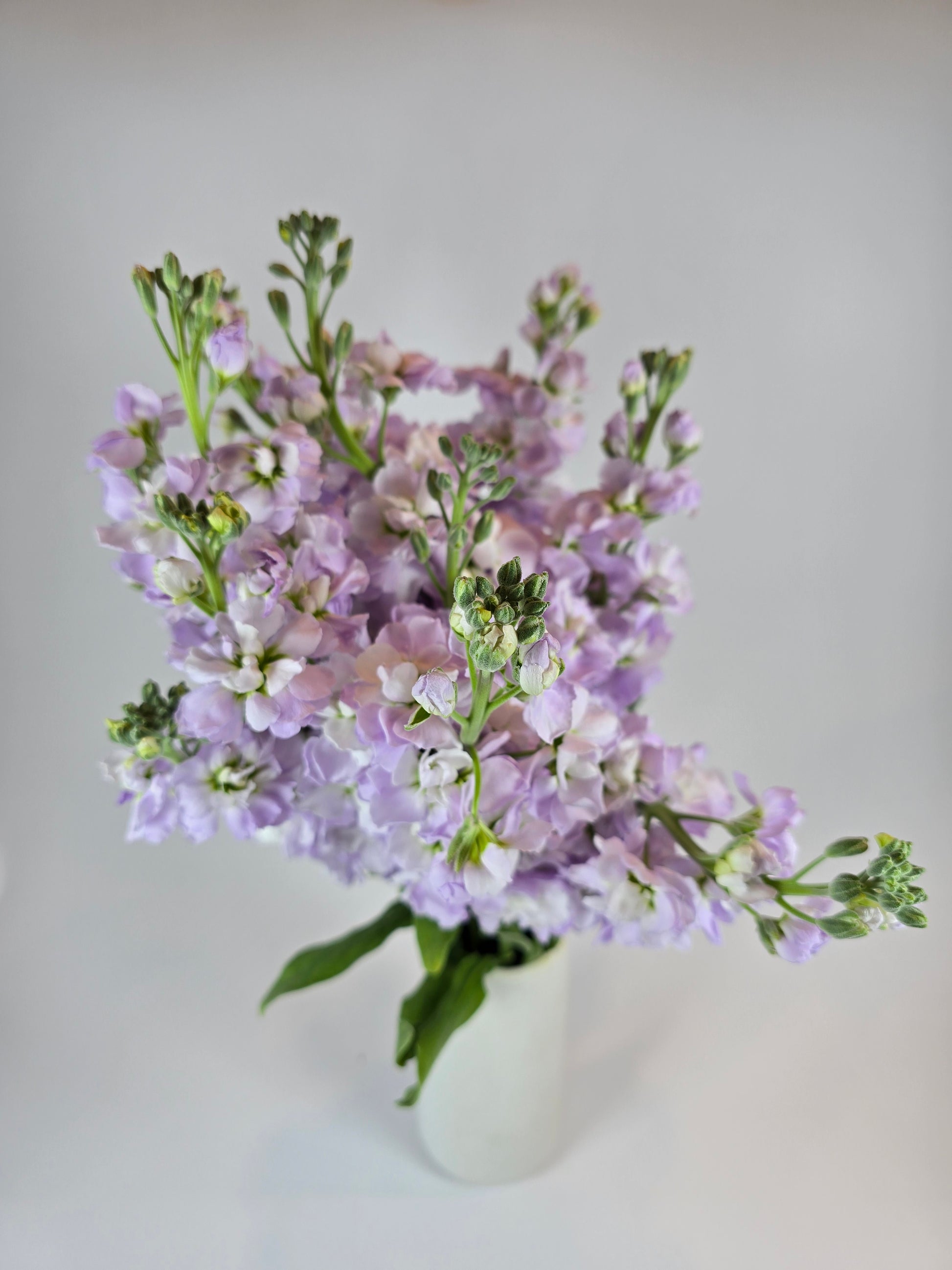 lavender stock flower Lavender Stock