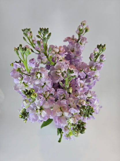 Lavender Stock