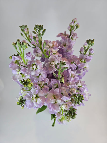 Lavender Stock