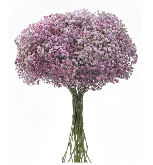 Lavender Tinted Baby's Breath