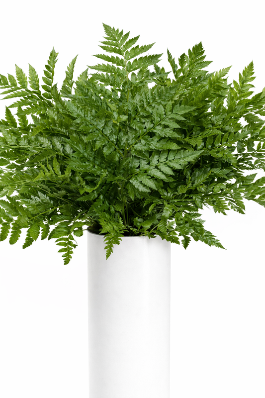 Leather Leaves Greenery