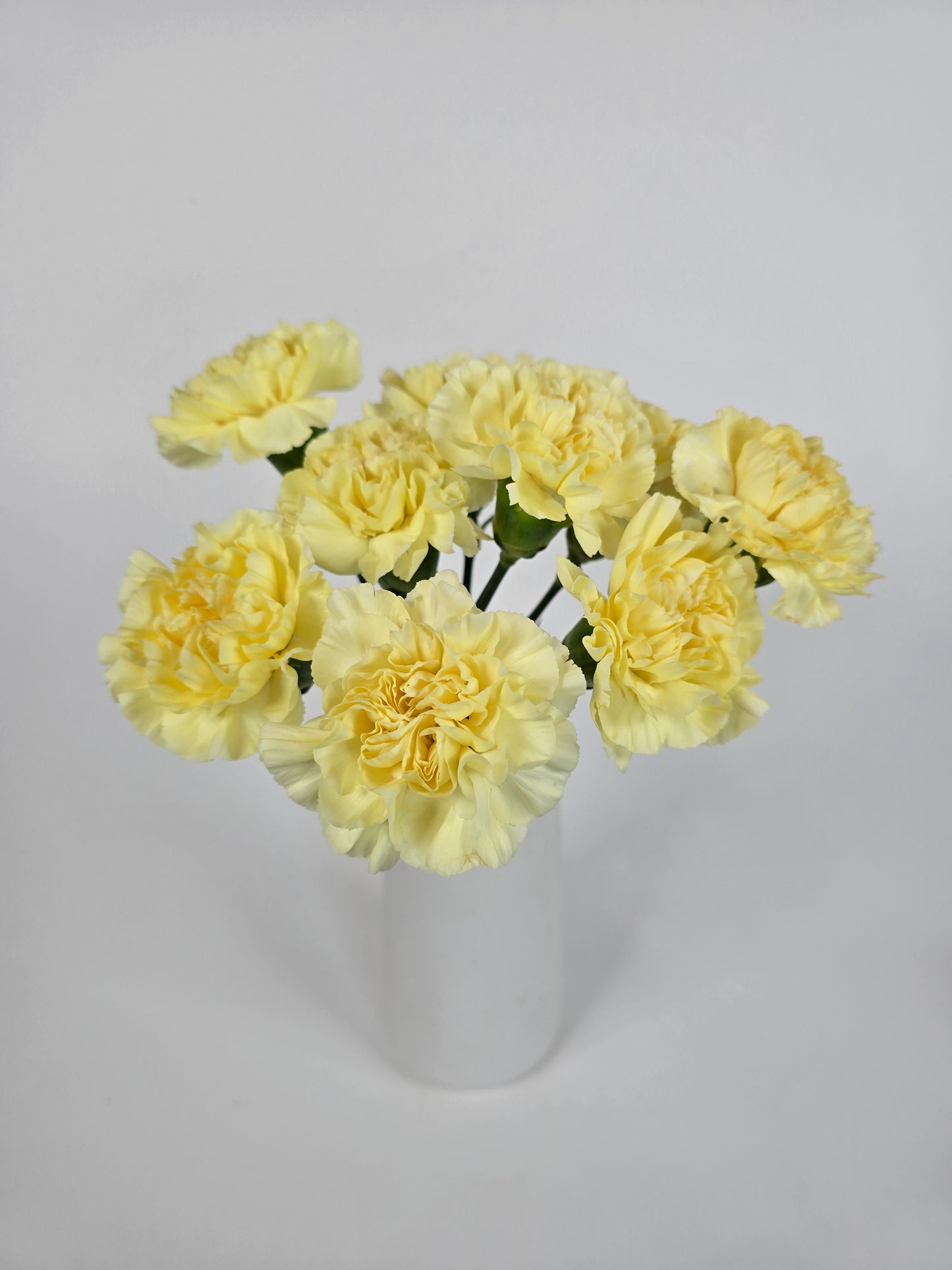 Lemon Yellow Carnations