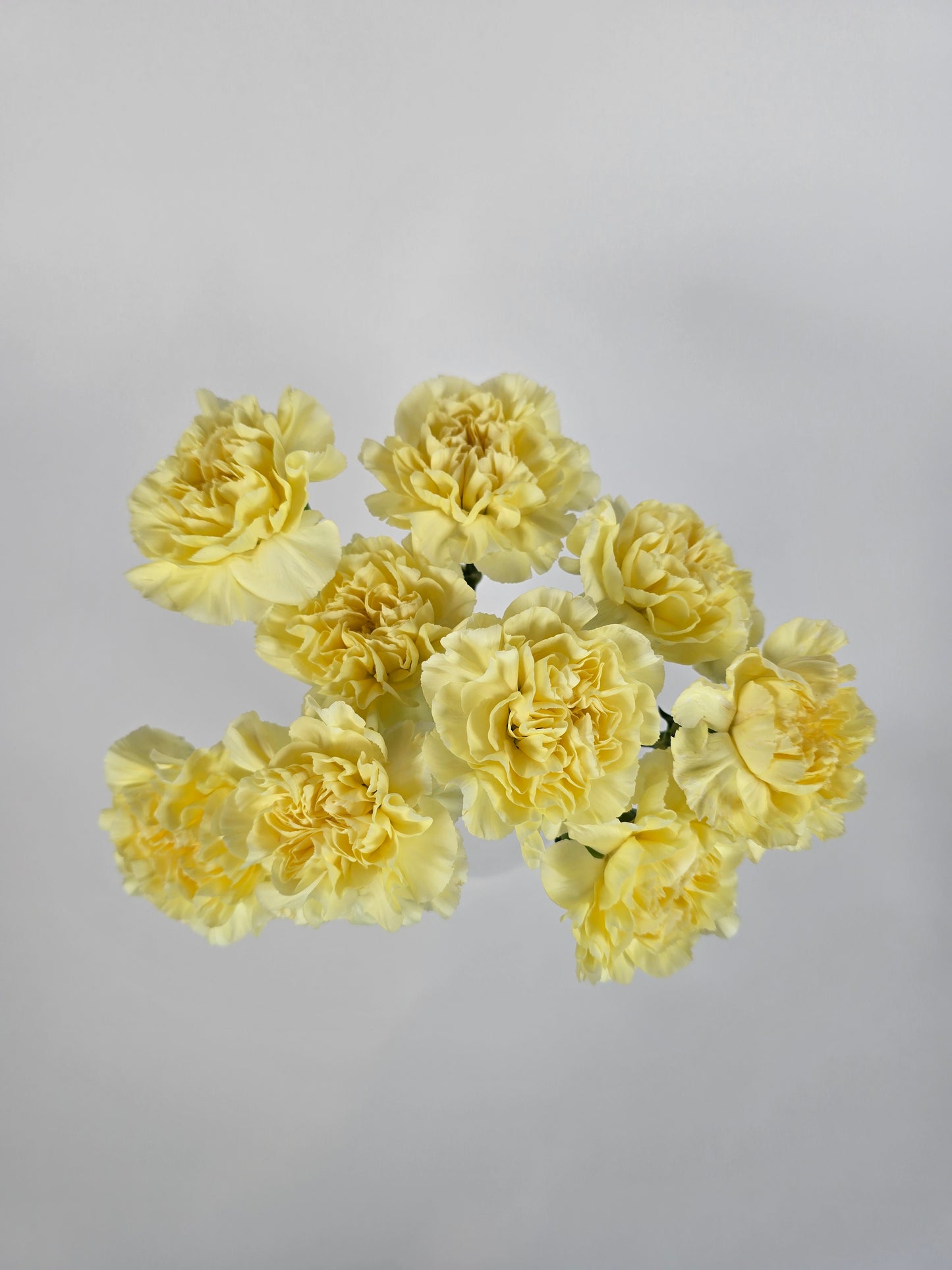 Lemon Yellow Carnations
