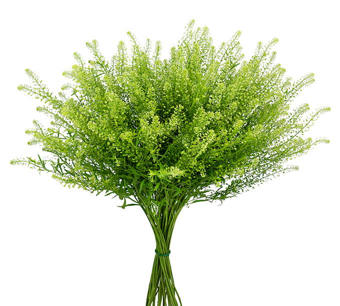Lepidium Greenery