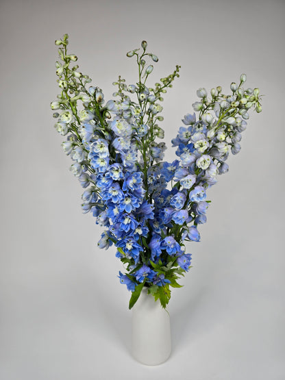 Light Blue Delphinium
