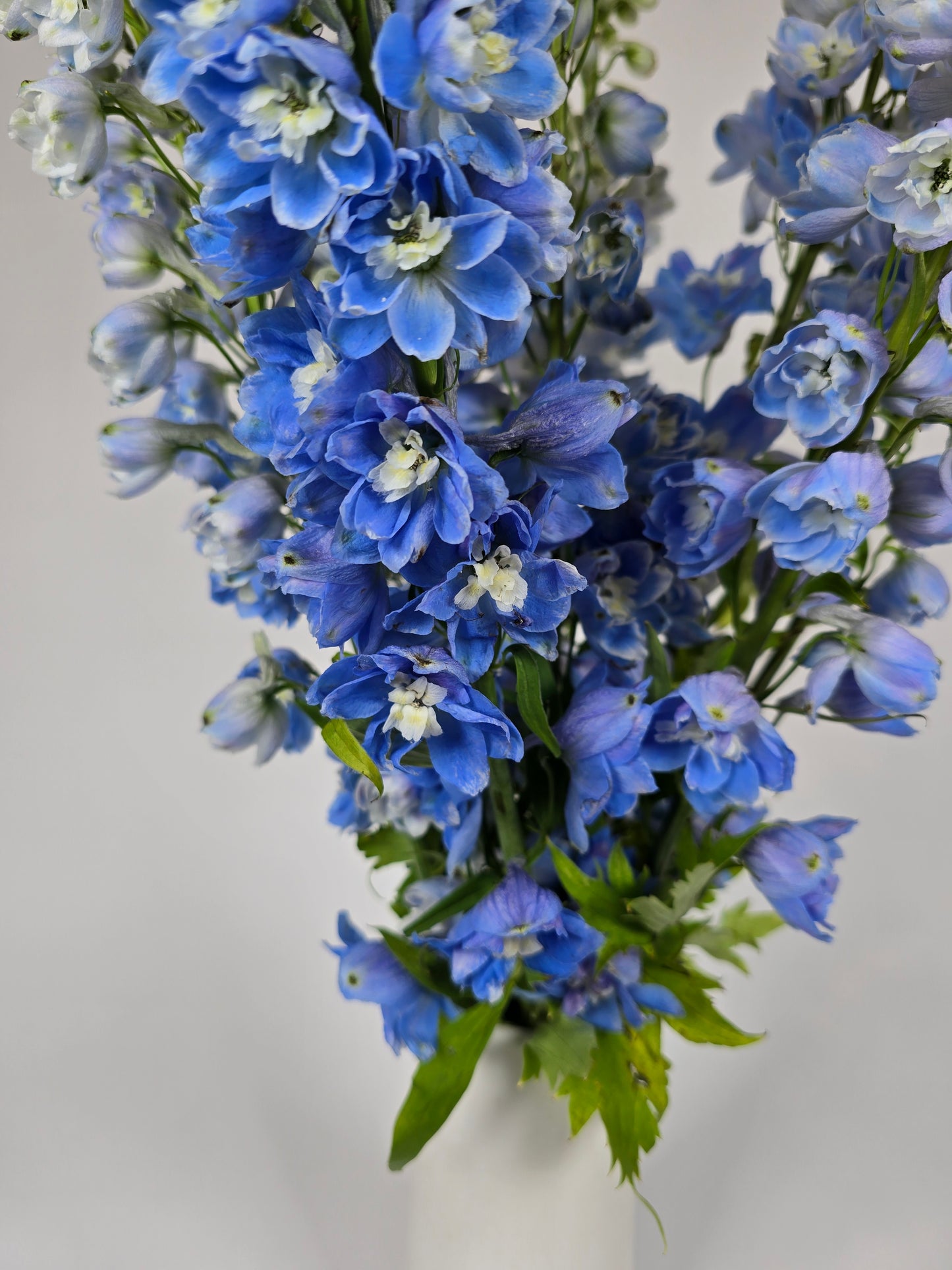 Light Blue Delphinium